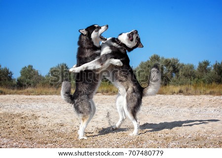 Two dogs are playing. Alaskan malamute on hind legs. Dogs are playing on the beach.