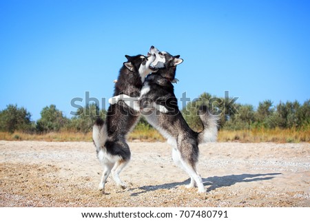 Two dogs are playing. Alaskan malamute on hind legs. Dogs are playing on the beach.