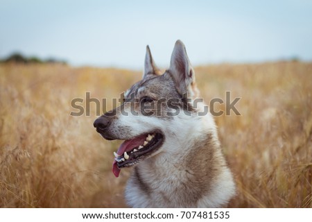 Pictures of grey wolf dog,russian hunting dog , west siberian laika posing in fields 