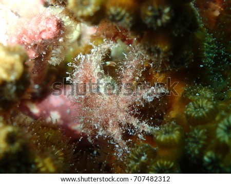 Decorator Crab Hiding in Yellow Hard Coral, Amesbury Shipwreck, Key West, Florida Keys