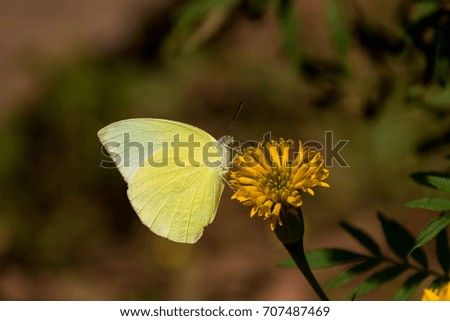 Butterflies and marigolds