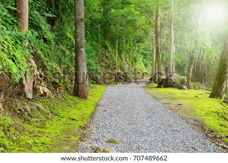 pathway in forest for background natural