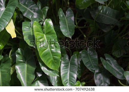 tropical nature green leaf texture background