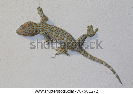 gecko on white wall 