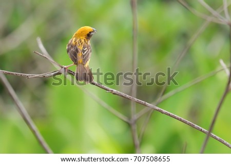 A weaver bird on branch in nature, blurred background