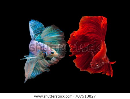 Multi color Siamese fighting fish(Rosetail),fighting fish,Betta splendens,on black background