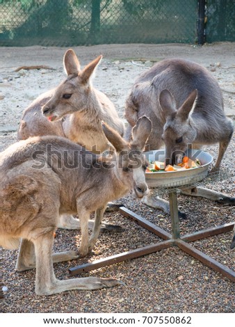 Hungry Three young kangaroos eating some vegetable from the tray in a zoo.