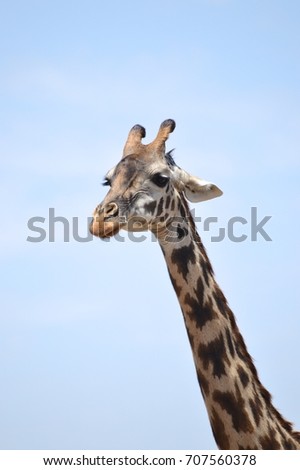 Portrait of a giraffe in Masai Mara Kenya