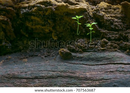 New plant growth on old tree trunk, beautiful nature stock image. Moody dark background.