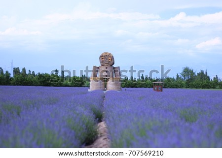 Purple Lavender field background with Lavender doll 