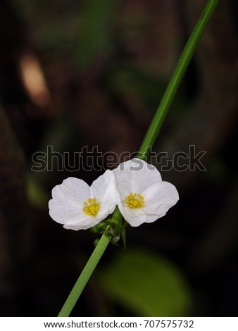 little shiny white flowers of decorative wetland plant: Arrow Head Ame Son/ Sagittaria lancifolia L., under natural sunlight in dark environment and water surface background