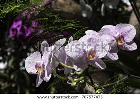 Flowering decorative orchid of white and purple colors