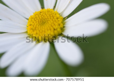 macro picture of a daisy