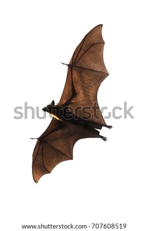 flying fox isolated on white
