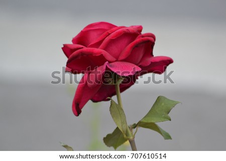 Picture of a rose near a road July 2017