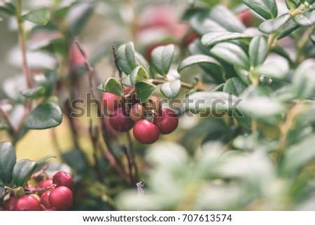 Ripe red lingonberry, partridgeberry, or cowberry grows in pine forest with white moss background - vintage effect