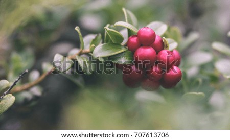 Ripe red lingonberry, partridgeberry, or cowberry grows in pine forest with white moss background - vintage effect