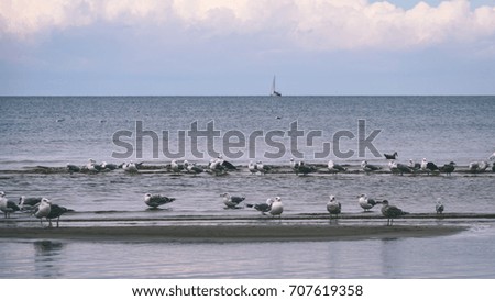 seagulls on the beach with blue clouds in background looking for food - vintage film look