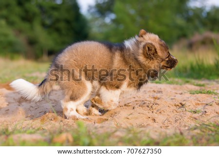 picture of a cute elo puppy that plays in a sand pit