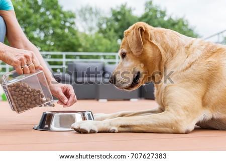 woman gives her labrador the dog food in a feeding bowl Royalty-Free Stock Photo #707627383