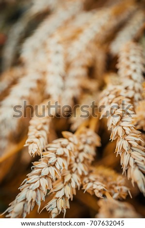 Ears Wheat or Rye close up. Wonderful Rural Scenery. Small Depth of Fields. Soft Focus. Rural Background. Creative Picture of Nature.  Label art design. Idea of Rich Harvest.