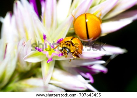 Ladybird, beetles are on flowers, Celosia argentea Linn. var. cristata Kuntze (Amaranthaceae ) blooms, macro shots, insects, beautiful nature.
