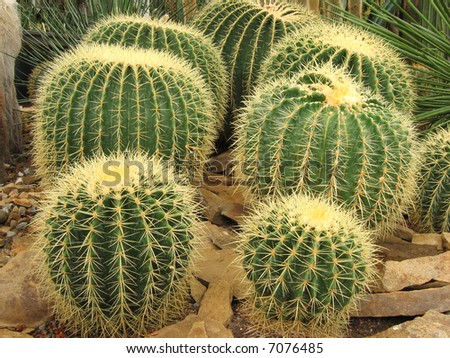 Cactuses (Echinocactus Grusonii)