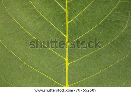 Close-up of a walnut leaf. As a background, texture