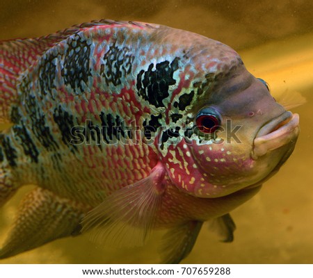 Aquarium fish flower-horn