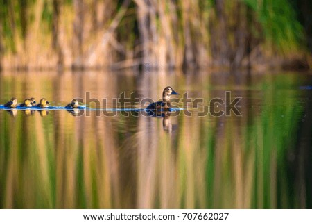 Swimming ducklings. Lake nature Background. 