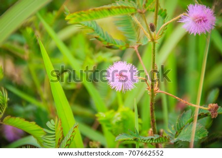 Blooming Mimosa pudica grass flowers, a creeping annual or perennial herb of the pea family. Mimosa pudica also known as sensitive plant, sleepy plant, Dormilones, touch-me-not, or shy plant.