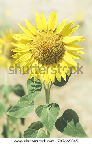 Sunflower on a background field. Vertical format. Filtered effect