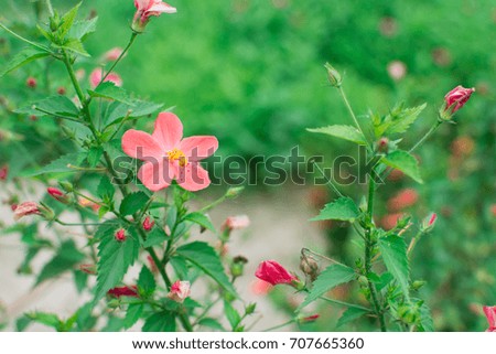 Beautiful petals light pink blooming of single flowers with green leaves of flowers in the background.