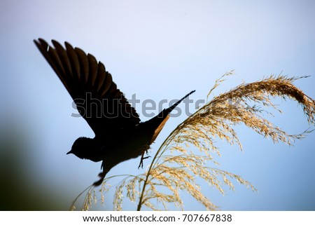 Flying bird swallow. Blue sky background. Barn Swallow