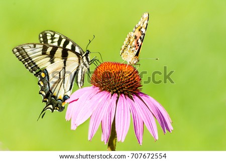 An eastern tiger swallowtail butterfly and a painted lady butterfly share one coneflower isolated on green background