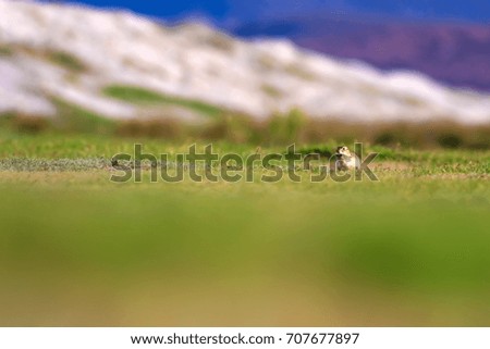 Cute funny animal ground squirrel. Green nature Background.