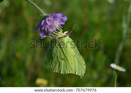 brimstone butterfly on the flower