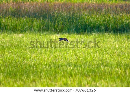 Flying duck. Green nature background. Mallard / Anas platyrhynchos