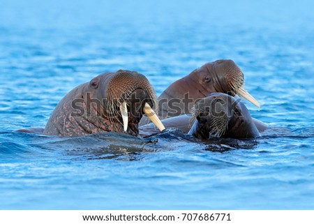 Walrus, Odobenus rosmarus, large flippered marine mammals in blue water, Svalbard, Norway. Big animal stick out from sea.