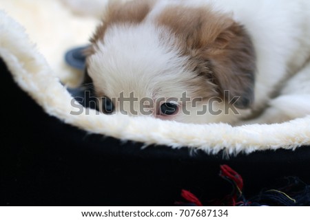 white dog puppy mixed with heterochromia