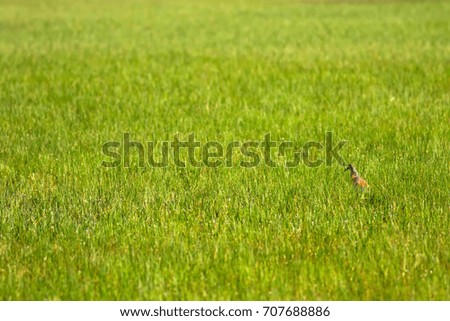 Green nature background and birds. 