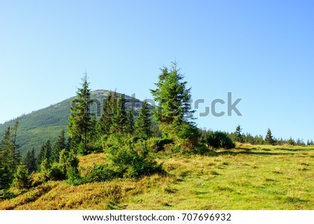    Green trees on a meadow in the mountains. On the background of a vignette and a blue sky..Carpathians                            