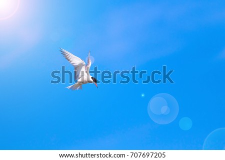 Flying bird. Blue sky background. 