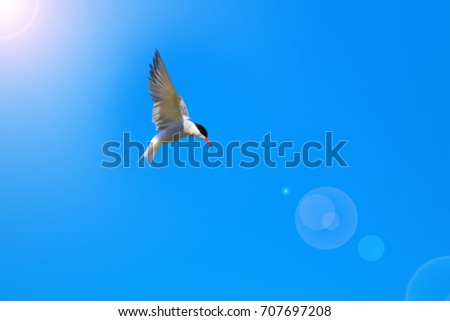 Flying bird. Blue sky background. 