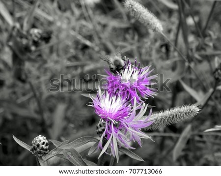 Violet flowers on a black and white closeup picture