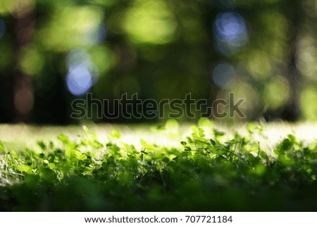 Green grass abstract background 