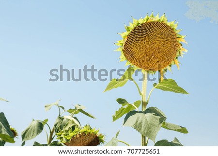 Field of sunflowers field landscape