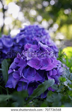 photo of beautiful blue and purple hydrangea in a warm summer sun in a summer garden