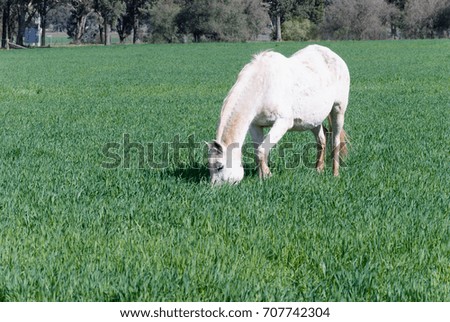 a side view of a mare grazing in a grass pasture on a sunny day with trees in the background
