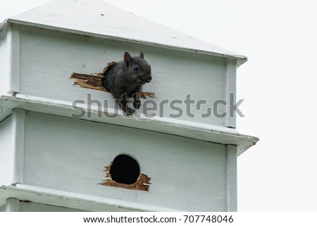 A juvenile Black Squirrel, a melanistic variety of Eastern Grey Squirrel, is stepping out of a bird house. Ashbridges Bay Park, Toronto, Ontario, Canada.